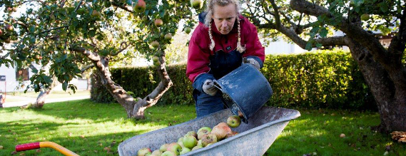 En kvinde i arbejdstøl tømmer en spand med æbler ned i en trillebør. Hun står blandt gamle æbletræer.