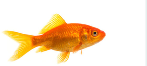 En guldfisk på hvid baggrund